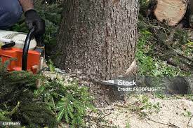 How Our Tree Care Process Works  in  Norwood, NC