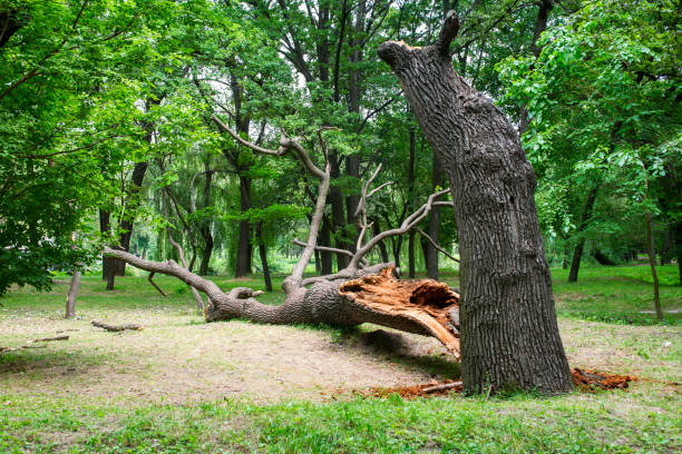 Best Root Management and Removal  in Norwood, NC